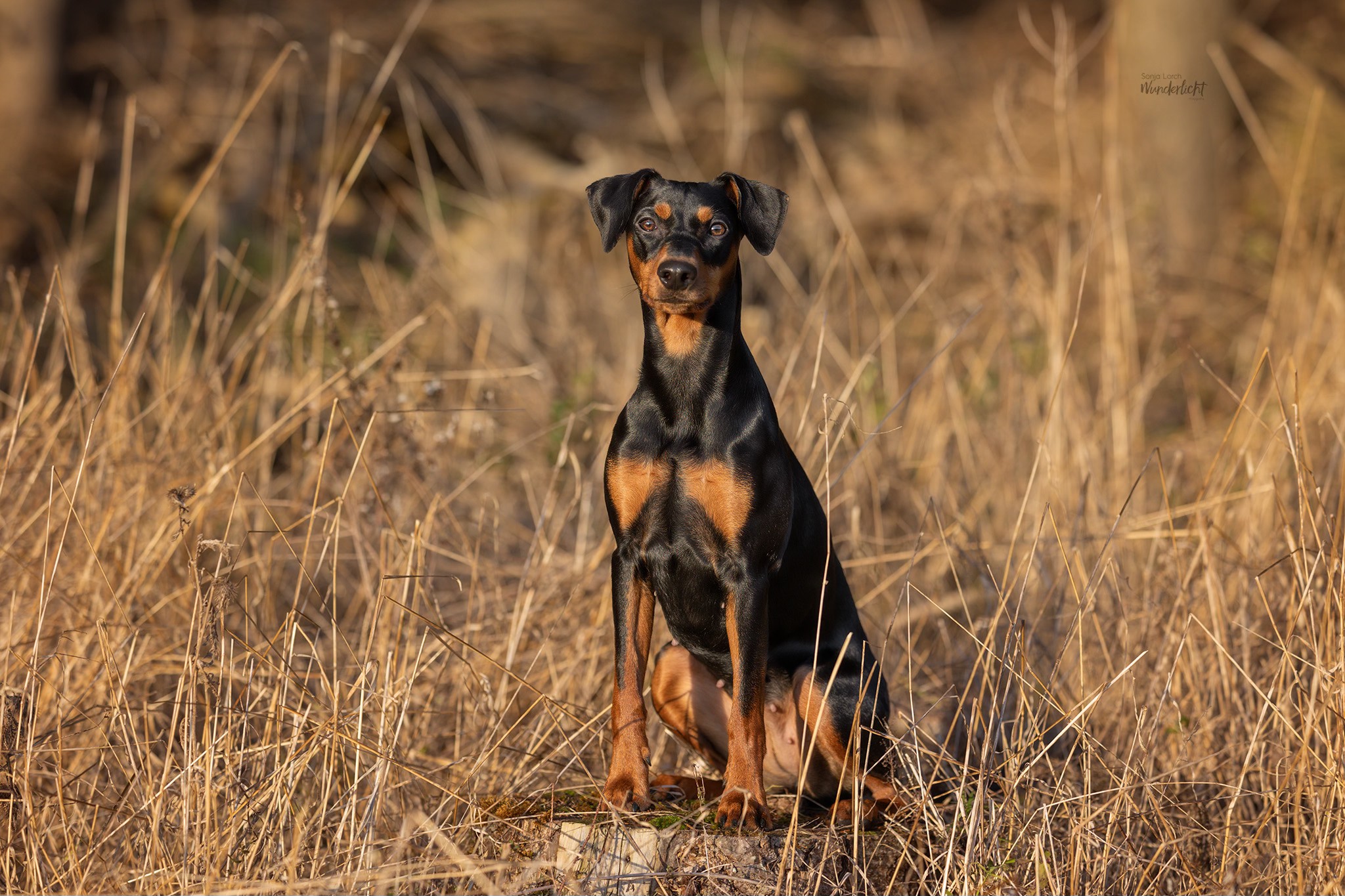 Deutscher Pinscher Lotta posiert auf Baumstumpf