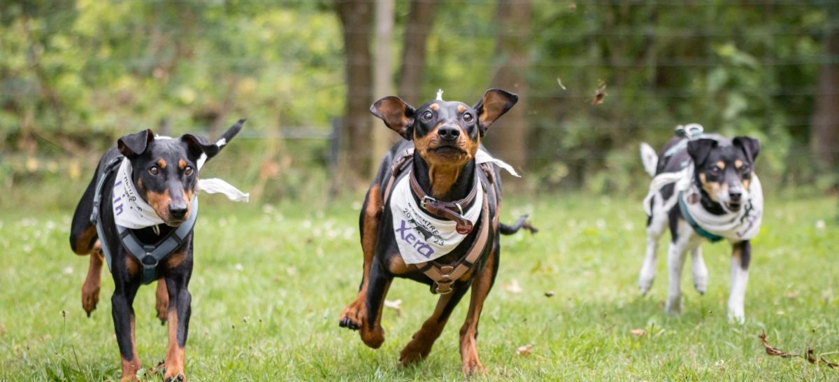 Rennende Pinscher