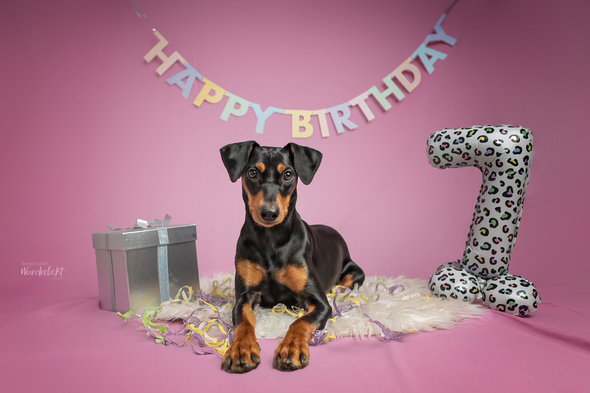 Pinscher feiert Geburtstag
