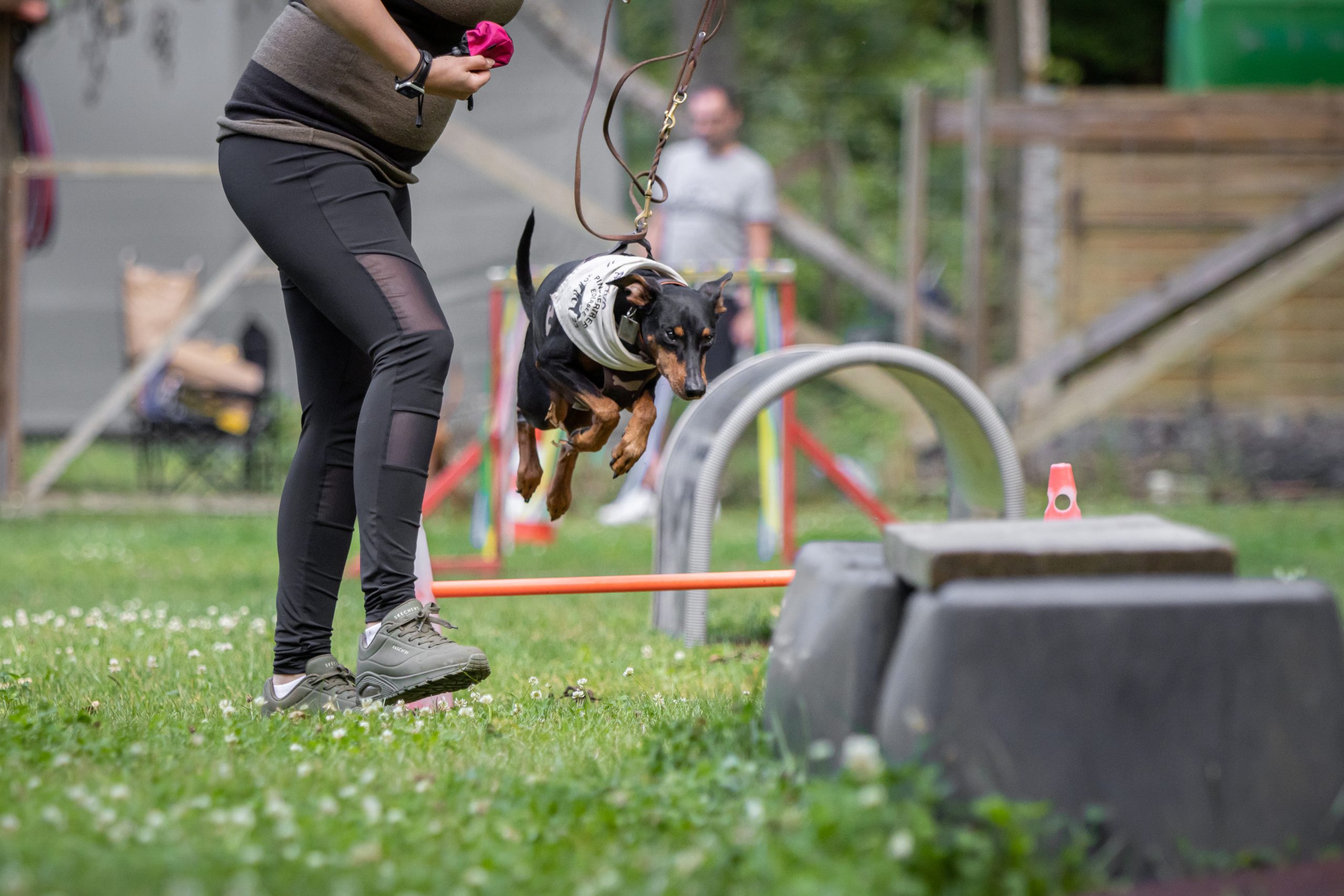 Pinscher beim Agility