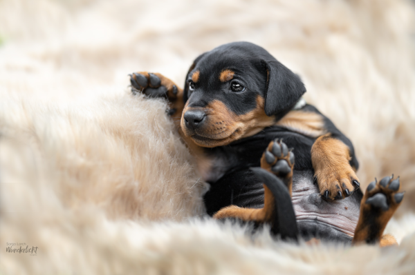 Welpe auf Kuschelfell