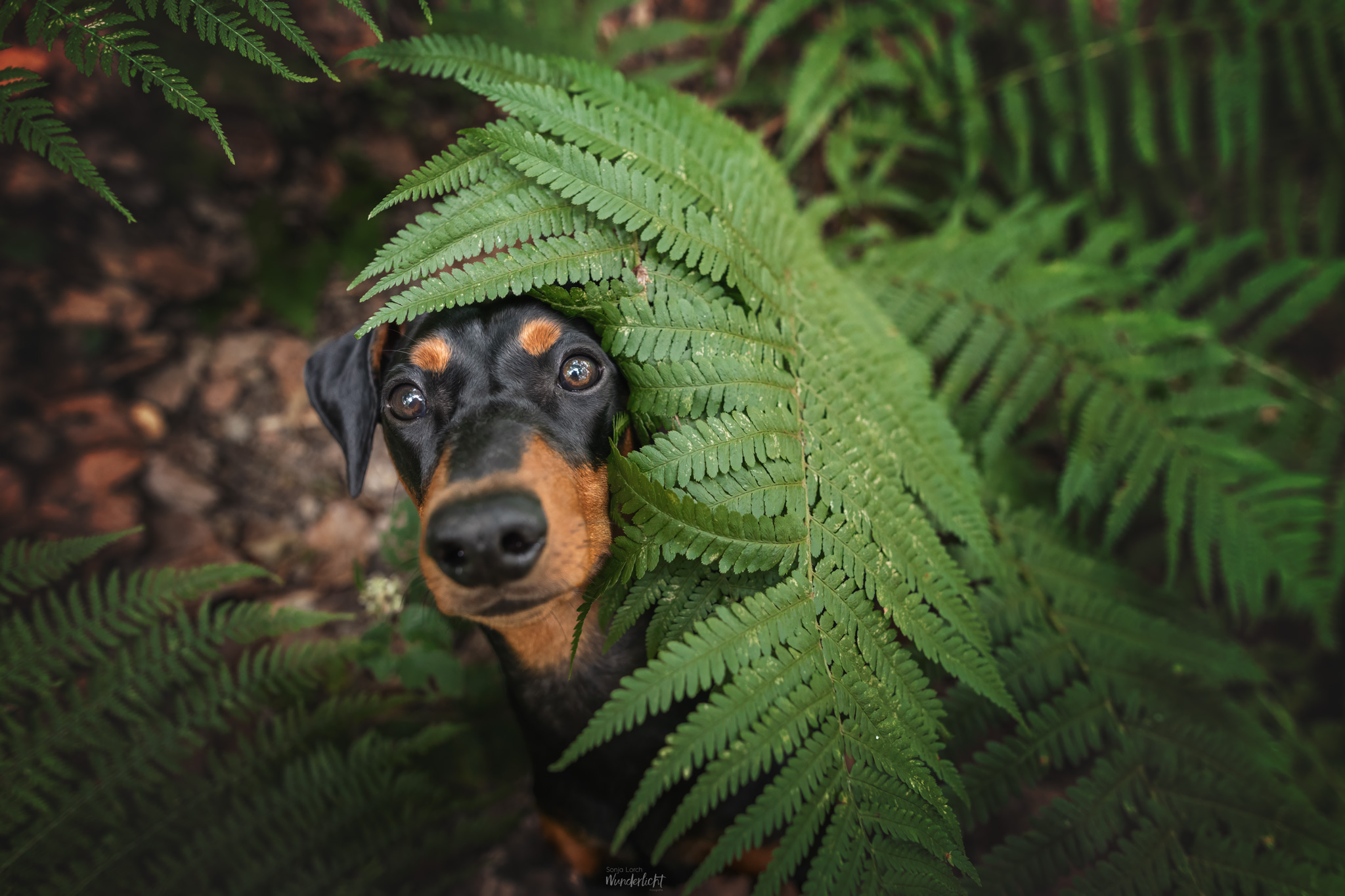 Pinscher im Farn