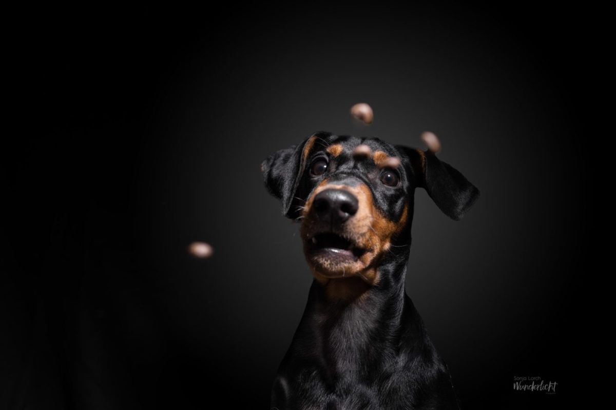 Pinscher staunt über fliegende Leckerlis