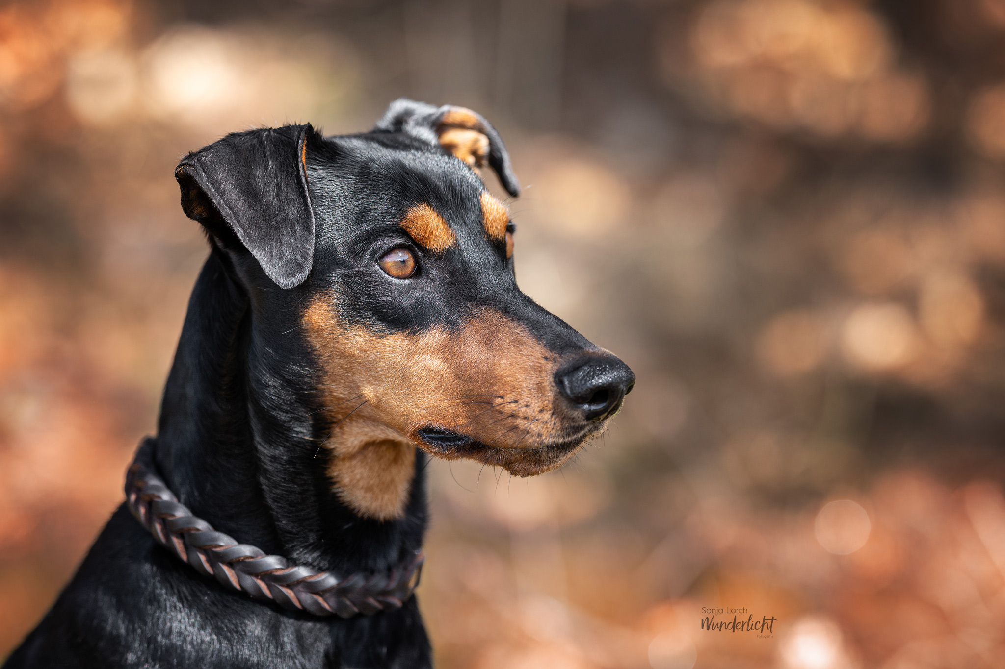 Pinscher im Herbst
